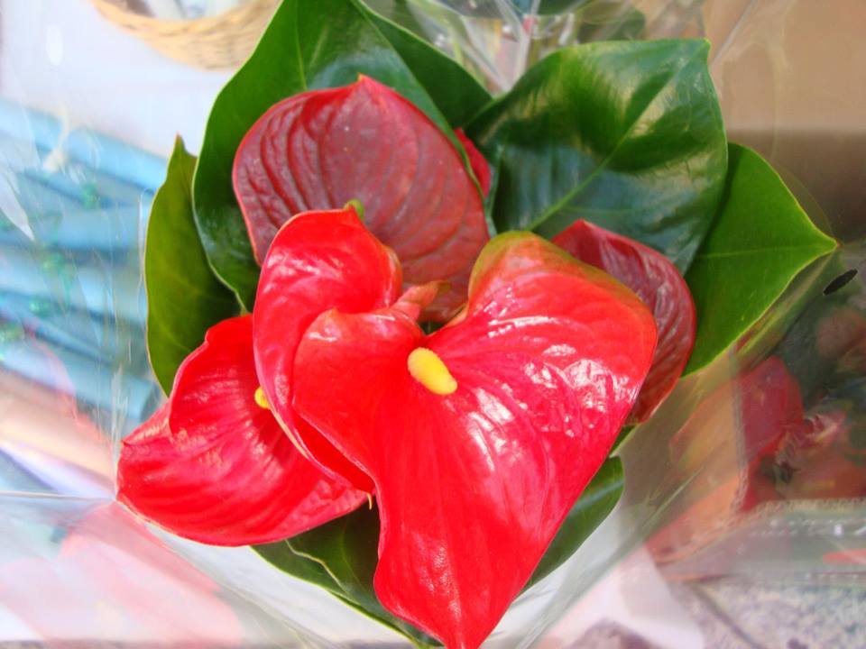 anthurium_2013